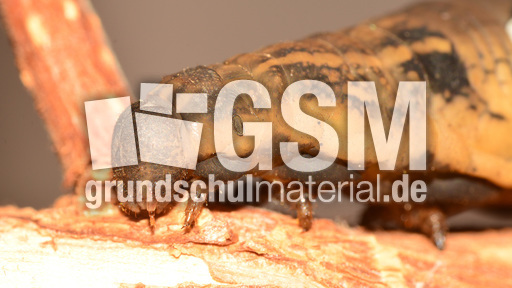 Mittlerer Weinschwärmer (6).jpg